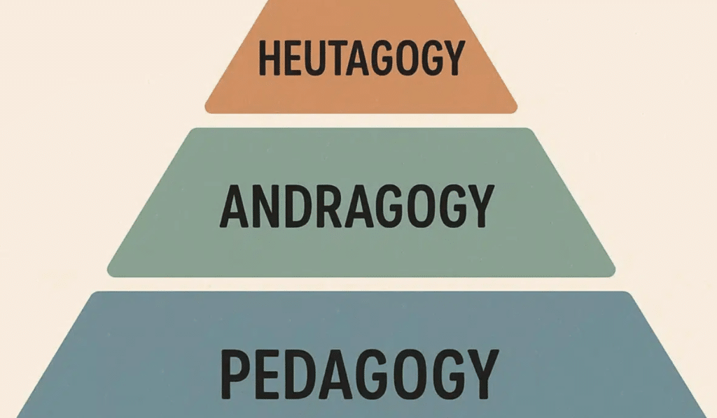 Heutagogy, andragogy, and pedagogy in management education